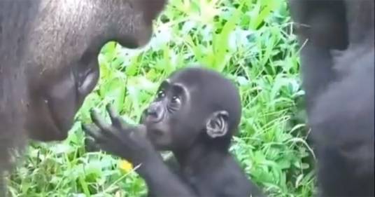Il cucciolo di gorilla incontra per la prima volta il papà: questo video è di una dolcezza incredibile