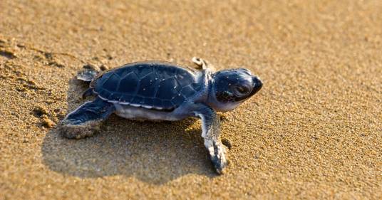Nido da record all’Isola d’Elba: nate centinaia di tartarughine Caretta caretta