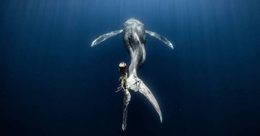 Ocean Photographer of the Year: le bellissime foto vincitrici del contest 2023