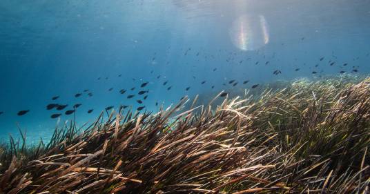Nei mari della Sardegna verranno piantate 1 milione di Posidonie, l’alga che cattura la CO2