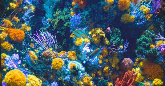 Alle Galàpagos sono state scoperte due barriere coralline rimaste intatte da migliaia di anni