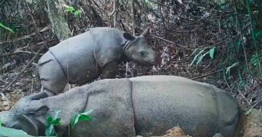 Nato un cucciolo di rinoceronte di Giava in natura: nel mondo sono rimasti solo 75 esemplari