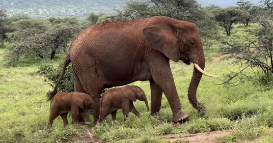 Nate due gemelline di elefante africano: un evento raro per questa specie a rischio estinzione