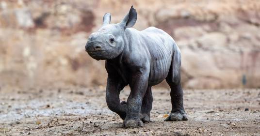 È nato un cucciolo di rinoceronte nero: lo zoo di Chester festeggia la nascita di questo animale a grave rischio estinzione