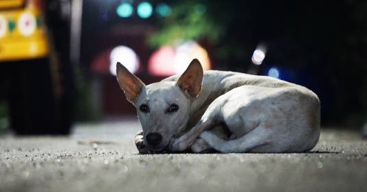 Ritiro della patente per chi abbandona i cani: la proposta di emendamento al Codice della Strada