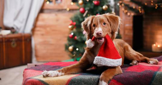 Natale: alcune idee per trascorrerlo insieme al proprio cane