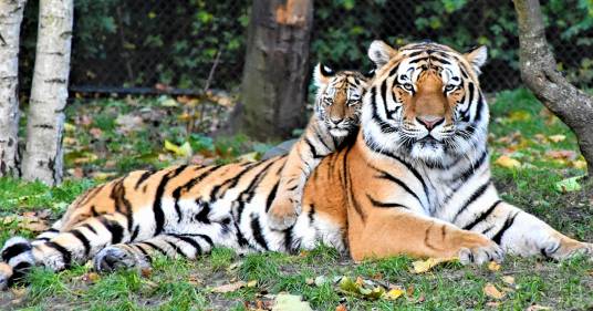 In Thailandia avvistata una tigre con i suoi cuccioli: evento raro per la specie a rischio estinzione