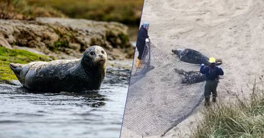 Una foca ha vissuto 6 anni con un cerchio di plastica incastrato al collo: il salvataggio in extremis di Commuter