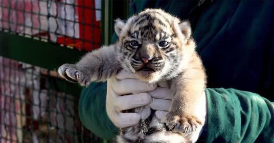 È nata una cucciola di Tigre di Sumatra nel Bioparco di Roma: una bella notizia per la specie a rischio estinzione