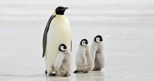 Speranza per il pinguino imperatore: trovate quattro nuove colonie
