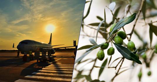 L’aeroporto di Bari sperimenterà la produzione di energia dagli scarti degli ulivi