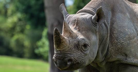 Una casa per i rinoceronti neri a rischio estinzione: 21 esemplari sono stati trasferiti in una riserva speciale