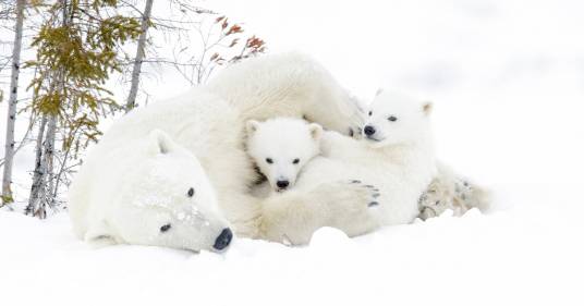 Oggi si celebra la Giornata Mondiale dell’orso polare: lo splendido mammifero delle nevi che dobbiamo proteggere