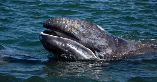 Data per estinta nell’Atlantico da 200 anni, una balena grigia è stata avvistata: il video