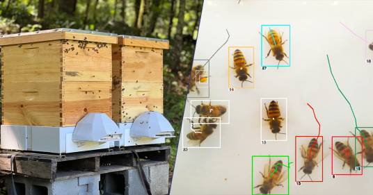 Come l’intelligenza artificiale ci aiuta a proteggere le api: l’innovativo progetto di Apicoltura Urbana
