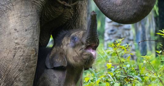 Vittoria per gli elefanti selvatici: in Bangladesh vietata la loro “adozione” per allevarli in cattività