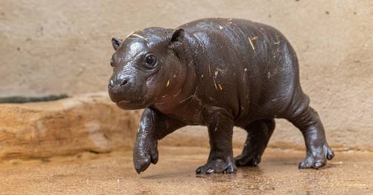 Speranza per l’ippopotamo pigmeo: dopo 10 anni è nato un nuovo cucciolo