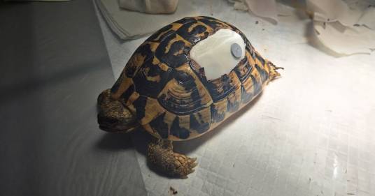 In Puglia una tartaruga di terra ferita è stata salvata con una corazza 3D stampata su misura