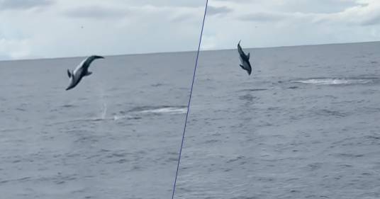 Salti spettacolari, le acrobazie di questo delfino sono incredibili: ecco il video