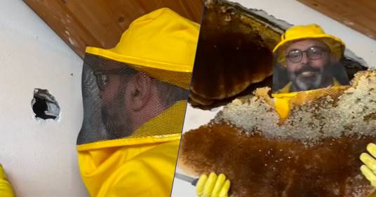 Roma: l’etologo Andrea Lunerti trova dentro casa un nido di 100mila api!