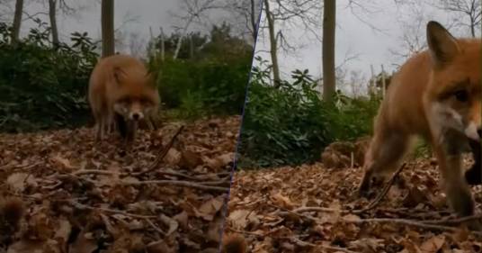 La volpe ruba il cellulare e se lo porta via nel bosco: il video diventa virale