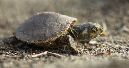 2.000 tartarughine ritrovano la libertà nel Rio delle Amazzoni