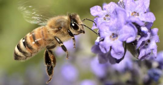 Buona notizia per la Natura: dopo 20 anni di declino le api sono tornate ai massimi storici