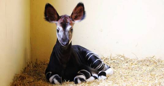 È nato in Italia un cucciolo di okapi: speranza per la specie a rischio estinzione