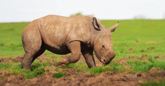 È nato un cucciolo di rinoceronte bianco allo zoo di Whipsnade: una luce di speranza per la specie a rischio estinzione