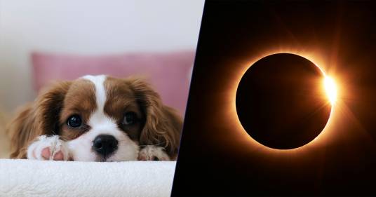 È in arrivo l’eclissi solare totale: quali effetti ha sugli animali domestici e selvatici?