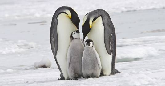 Giornata Mondiale del Pinguino: celebriamo insieme questo splendido animale