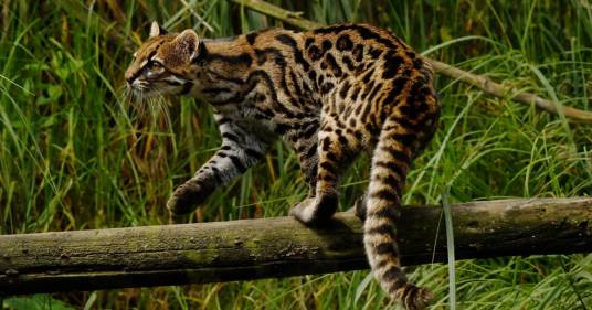 Scoperta una nuova specie di gatto tigre: purtroppo è già a rischio estinzione