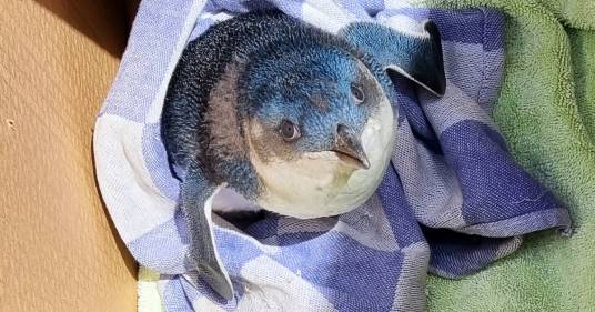 Un piccolo pinguino blu è stato salvato sulla pista di un aeroporto: le foto