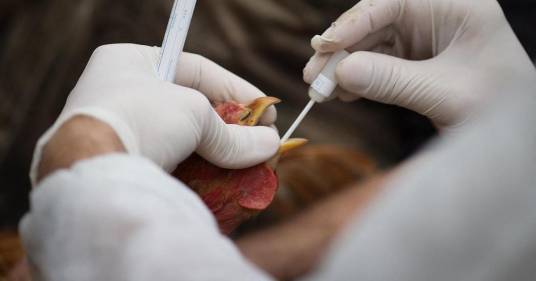 Aviaria, rischio nuova pandemia? “Virus preoccupa e va monitorato”