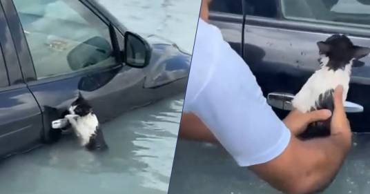 Dubai: gattino si aggrappa per sopravvivere all’alluvione e viene salvato dalla polizia