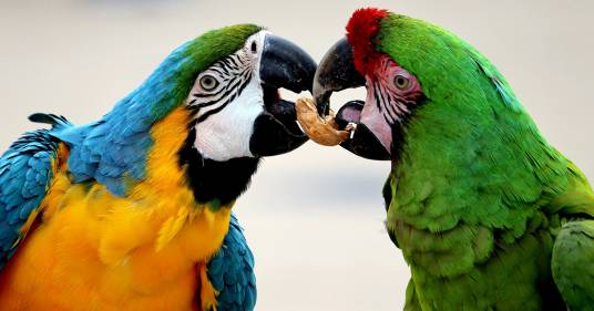 Scopre il tradimento della moglie grazie ai pappagalli che ripetevano: “Vieni, mio marito non è in casa”