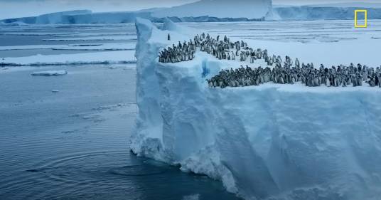 Centinaia di pinguini si tuffano da una scogliera: il video rivela il loro comportamento segreto