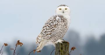 Il gufo delle nevi di Harry Potter avvistato in Spagna: le foto dai social