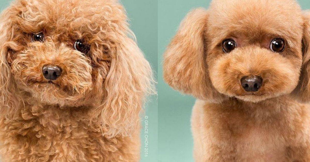 Questi cagnolini prima e dopo il ‘dog grooming’ sono dolcissimi