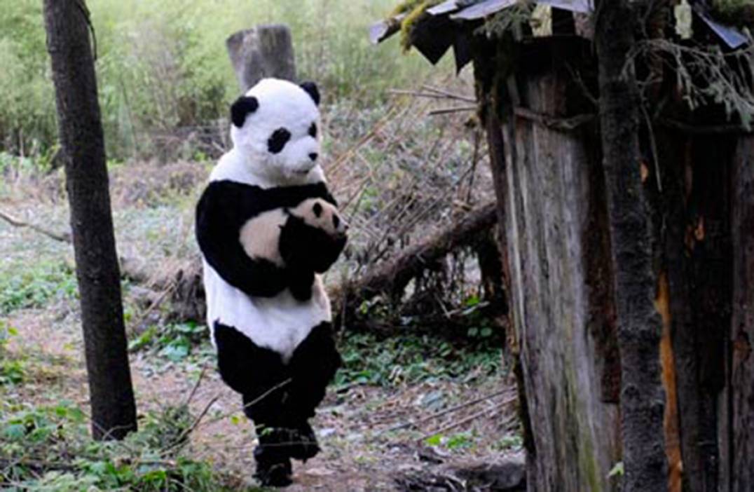 Volete lavorare coccolando i cuccioli di panda In Cina si pu