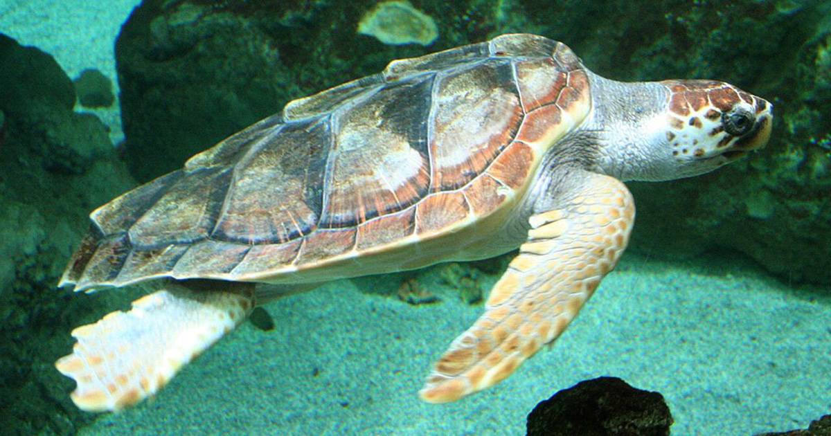 L80 delle tartarughe Caretta caretta ha ingerito plastica