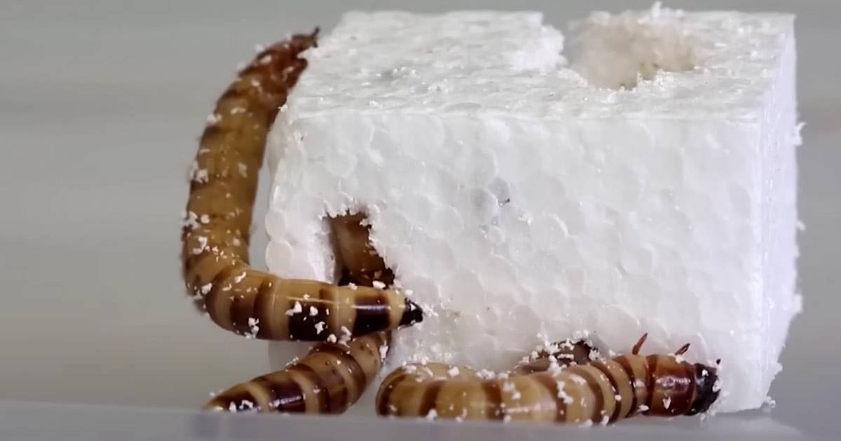 I super vermi mangia polistirolo nostri alleati per lo smaltimento della plastica