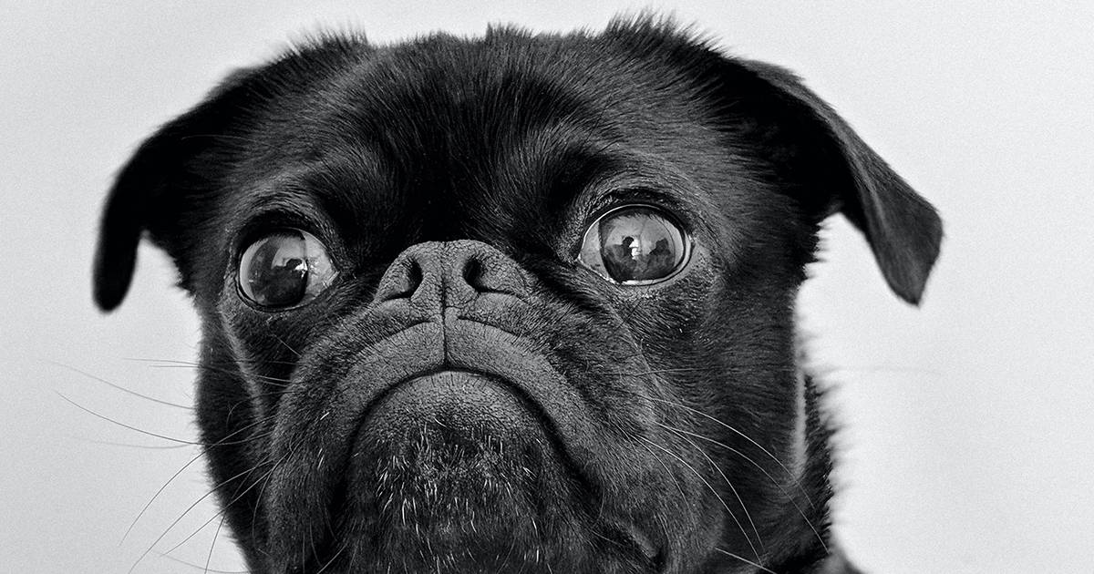 Il cane dei vicini abbaia la notte? Per la Cassazione è possibile essere risarciti