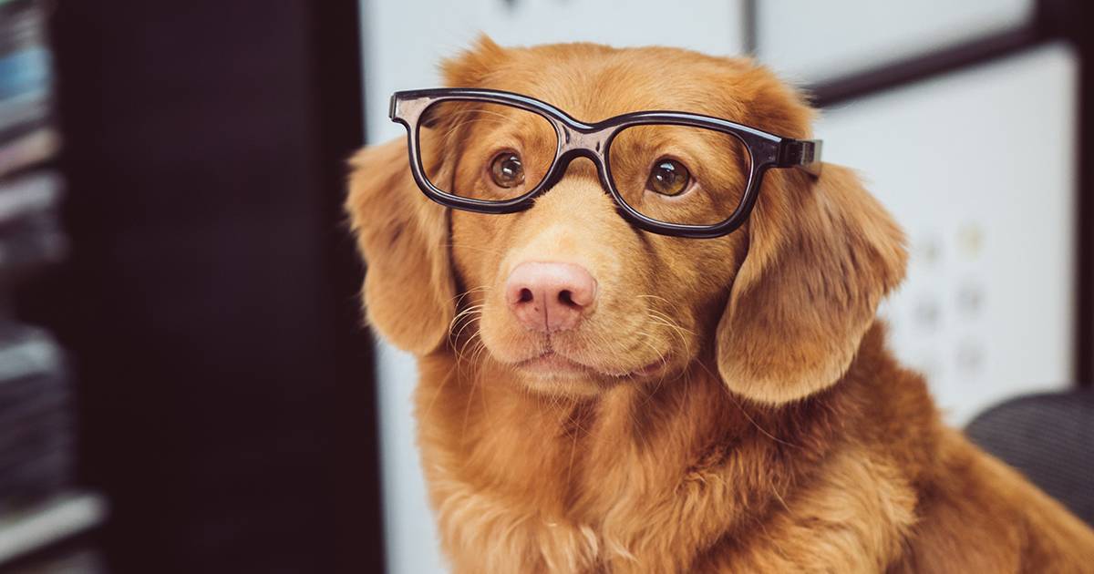 Giornata Mondiale del Cane i video pi divertenti e gli articoli pi letti sui nostri amici a 4 zampe