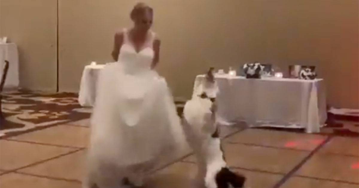 Il cane entra in pista con la sposa e fa il primo ballo con lei il video diventa virale