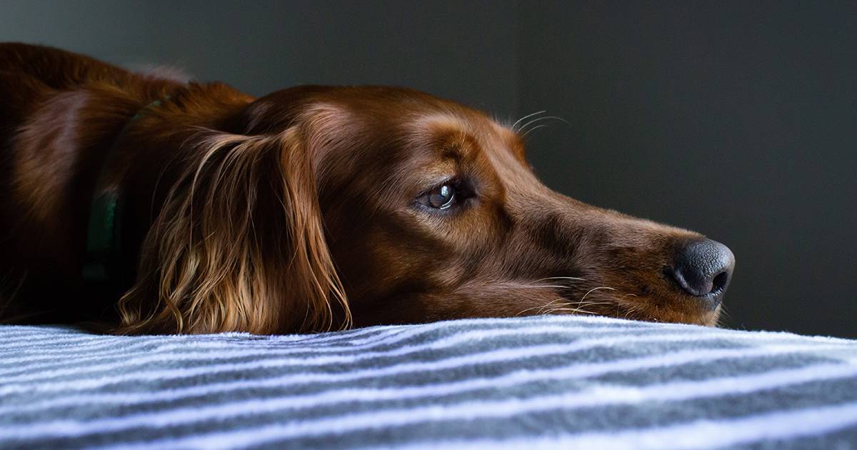 I cani subiscono gli effetti del fumo passivo non solo respirandolo lo studio