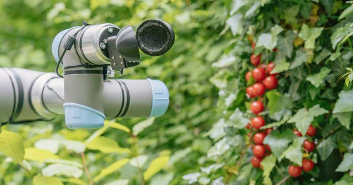 Con lintelligenza artificiale  stato creato un robot che raccoglie i pomodori