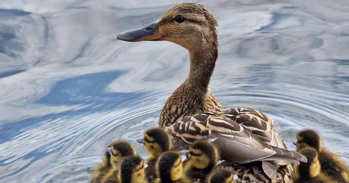 Gli agenti di polizia aiutano una famiglia di anatroccoli in difficolt ad attraversare la strada le foto