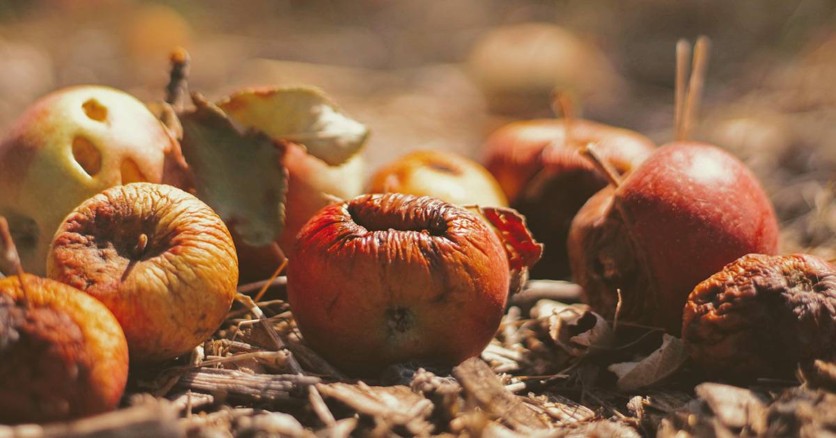 Giornata mondiale contro gli sprechi alimentari cosa possiamo fare noi per salvaguardare lambiente