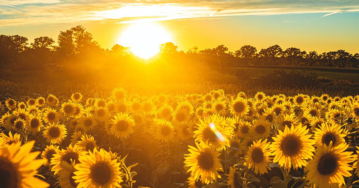 Pianta 12 milioni di girasoli per la moglie il gesto damore dellagricoltore per il 50 di matrimonio